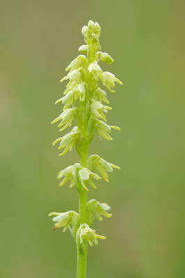 Honigorchis Detail