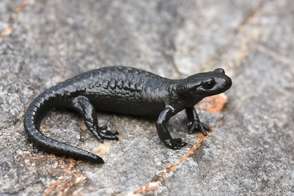 Alpensalamander