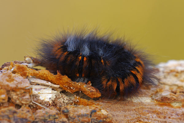 Brauner Bär Raupe