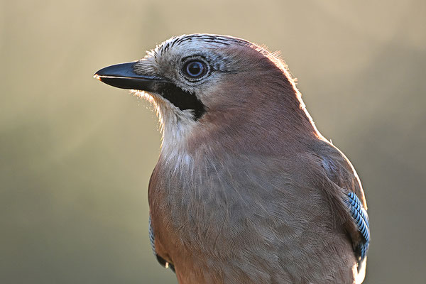 Eichelhäher Halbportrait