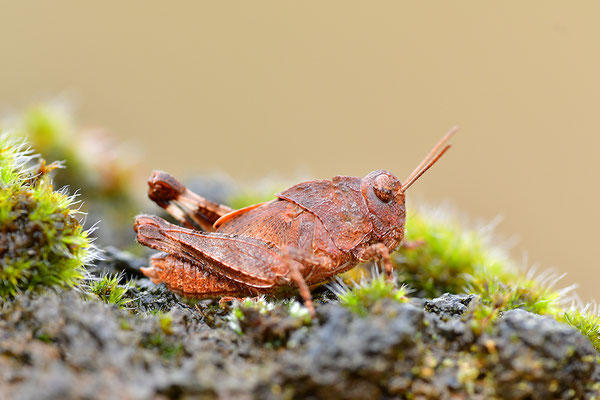 Blauflügelödlandschrecke subadult