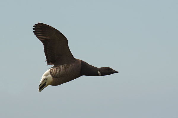 Ringelgans im Flug