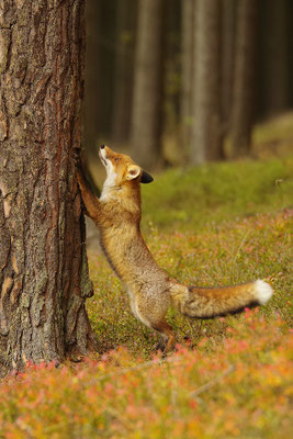 Fuchs