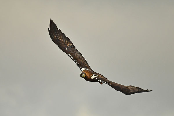 Kaiseradler