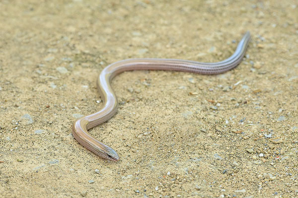 Gesprenkelter Schlangenskink