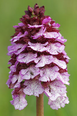 Purpurknabenkraut