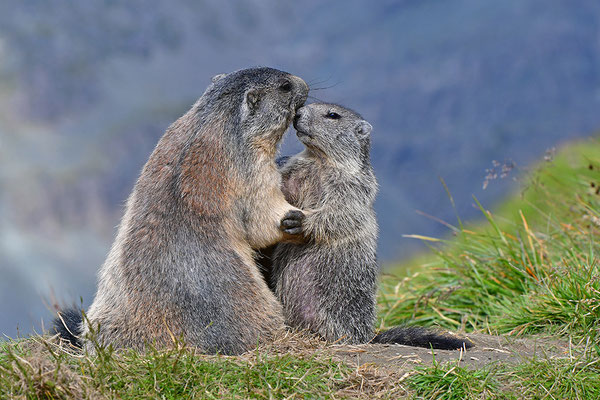 Murmeltiere