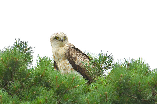 Schlangenadler