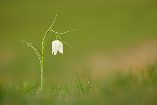 Schachbrettblume