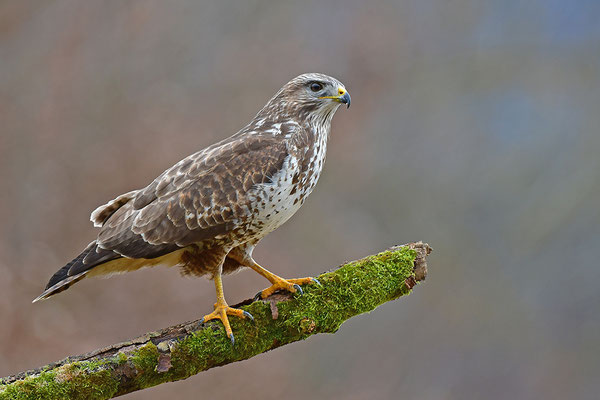 Mäusebussard