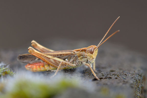 Steppengrashüpfer