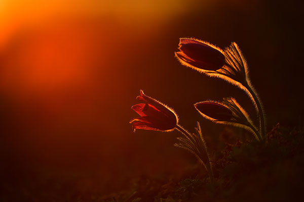 Küchenschelle im Abendlicht