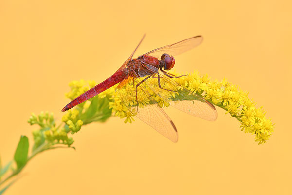Feuerlibelle Männchen