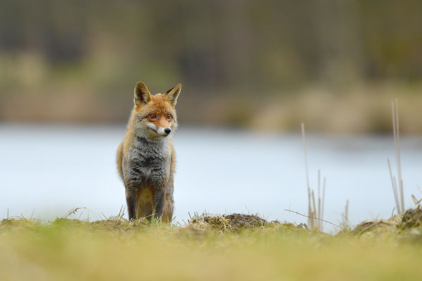 Fuchs