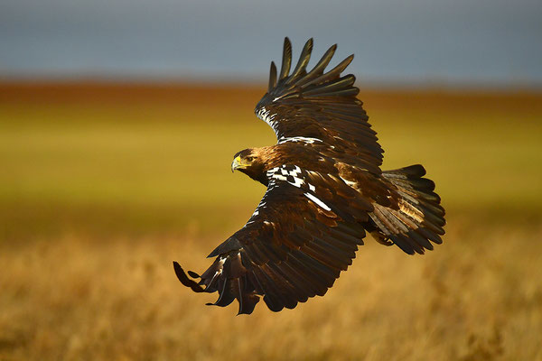 Kaiseradler