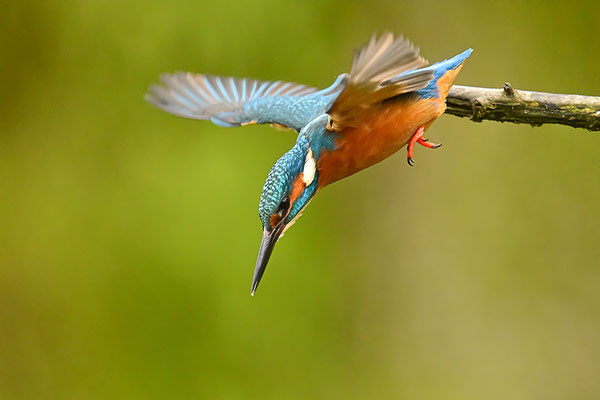 Eisvogel Männchen