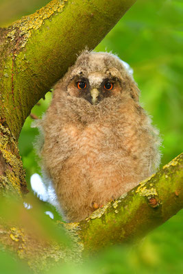 Waldohreule Ästling