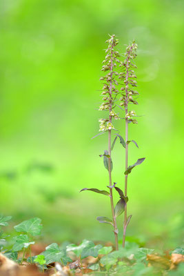 Violette Stendelwurz
