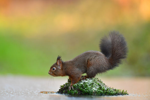 Eichhörnchen