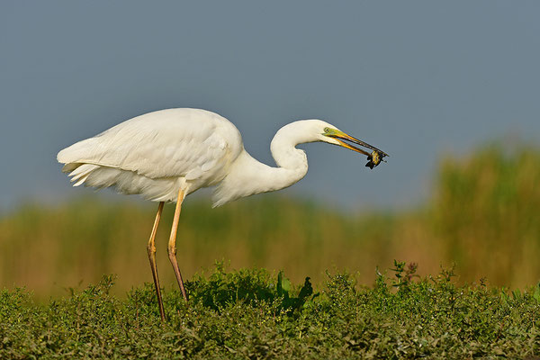 Silberreiher mit Fisch