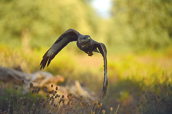 Mäusebussard