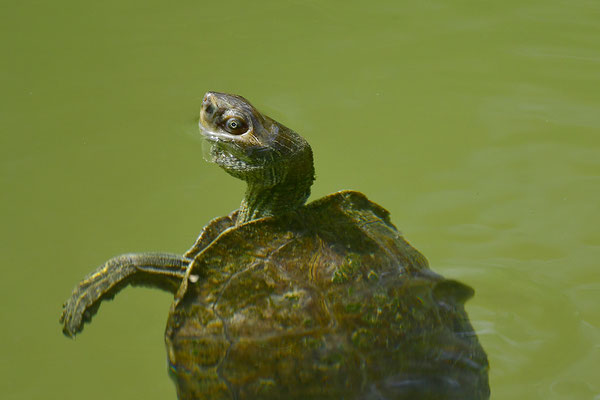 Balkan-Bachschildkröte