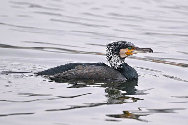 Kormoran