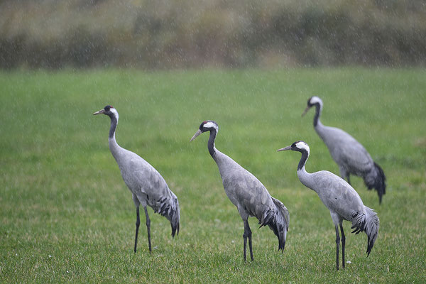 Kraniche im Regen