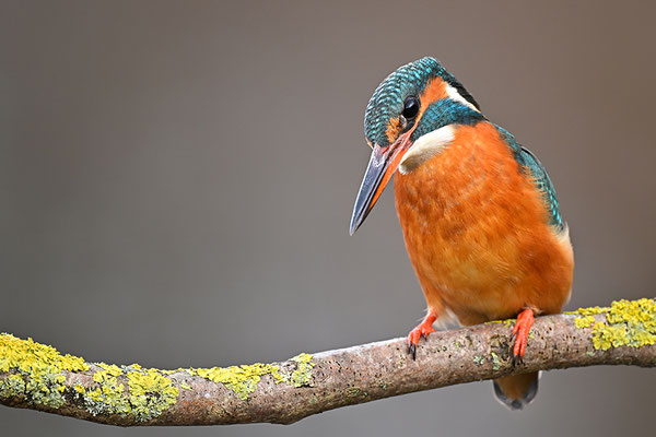 Eisvogel Weibchen