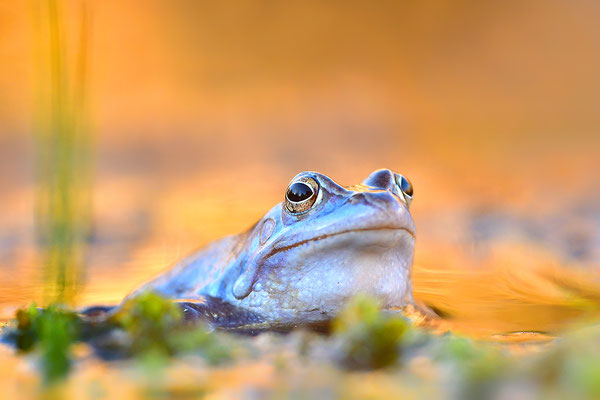 Moorfrosch