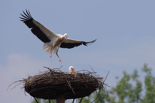 Weißstorch Jungvögel am Nest