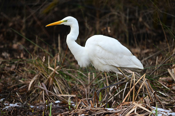 Silberreiher