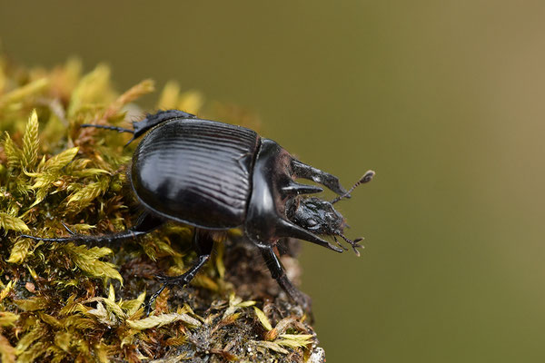 Stierkäfer