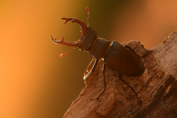 Hirschkäfer Männchen im Abendlicht