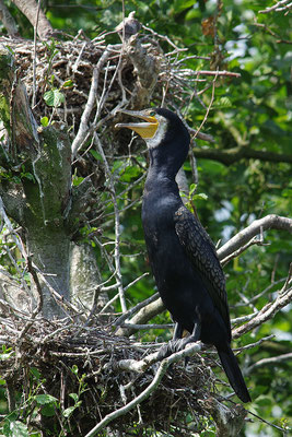 Kormoran am Nest