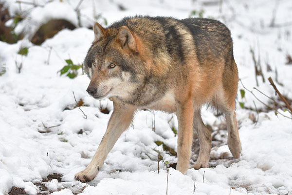 Wolf