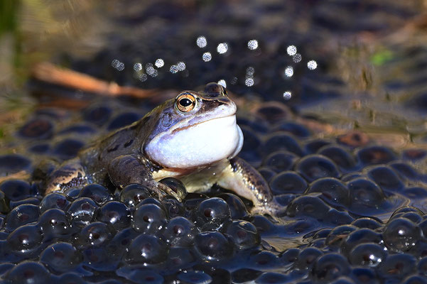 Moorfrosch