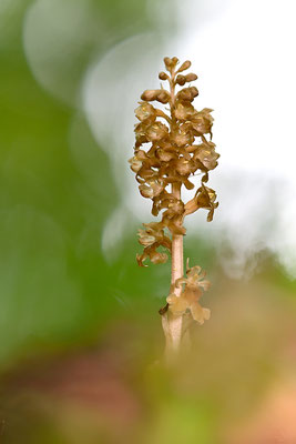 Vogelnestwurz