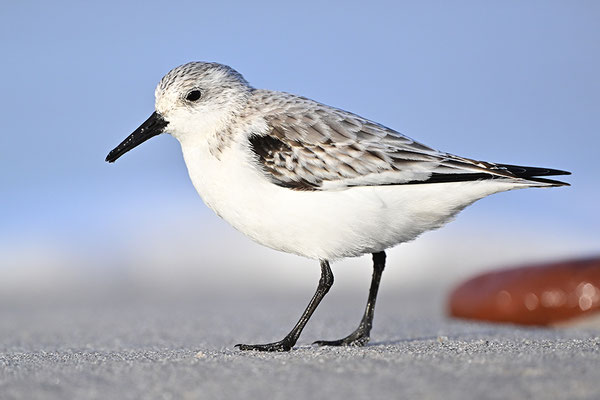 Sanderling