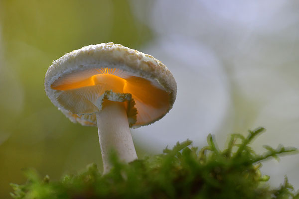 Gelber Knollenblätterpilz