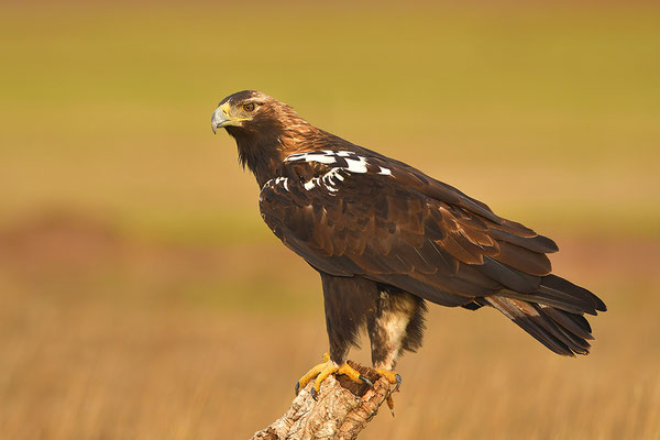 Kaiseradler