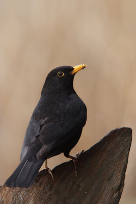 Amsel Männchen