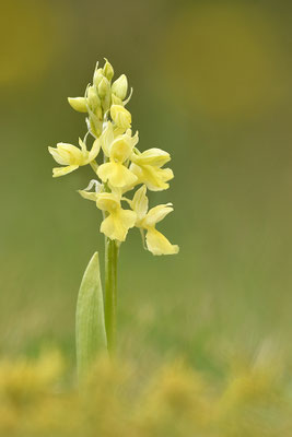Blasses Knabenkraut