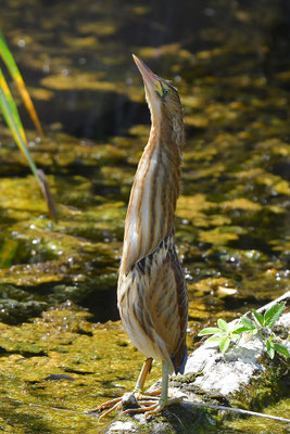 Zwergdommel Jungvogel