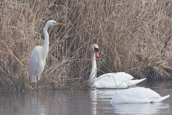 Silberreiher mit Höckerschwan