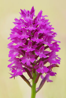 Pyramidenorchis