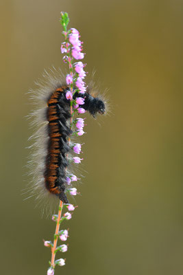 Brombeerspinner Raupe