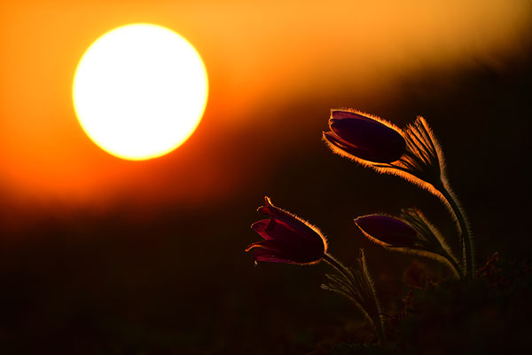 Küchenschelle im Abendlicht