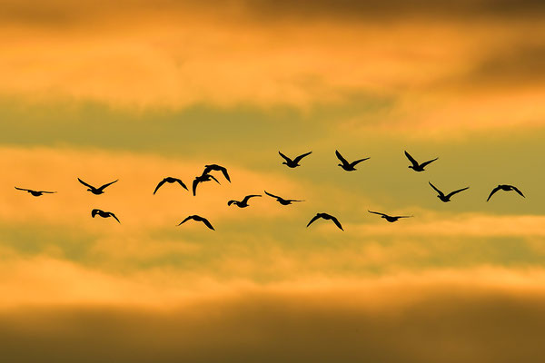 Wildgänse im Abendlicht