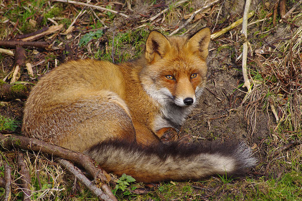 Fuchs